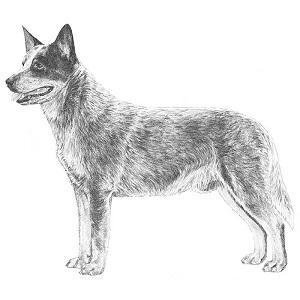 cattledogGH